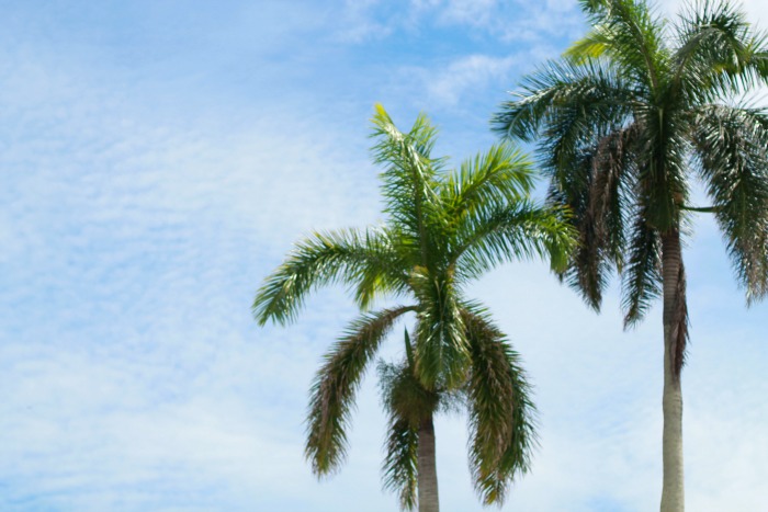 palm beach, palm trees